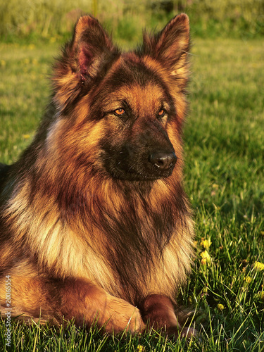 Obraz na płótnie german shepard dog w salonie