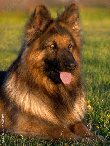 Obraz na płótnie Germany shepard dog w salonie
