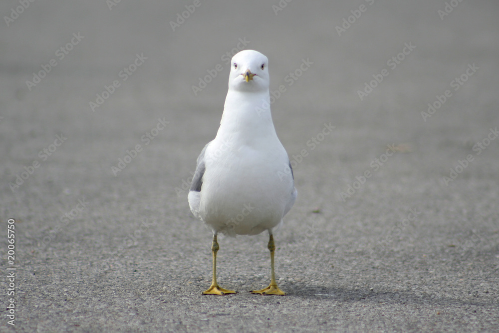Pigeon Pigeon