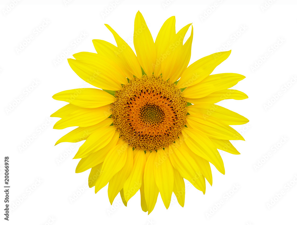 Fototapeta premium Sunflower