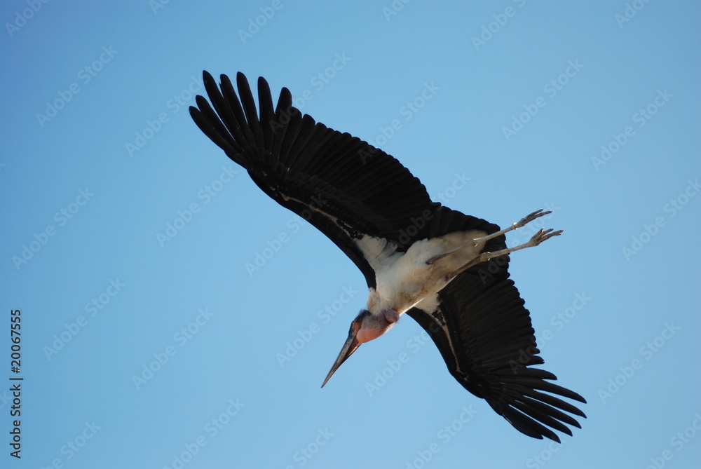 Naklejka premium fliegender Marabu