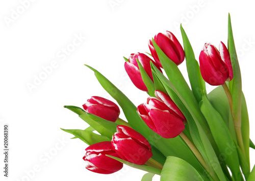 Fototapeta Naklejka Na Ścianę i Meble -  Tulpenstrauß