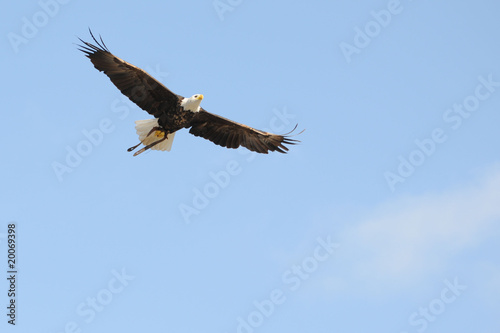 Weißkopfseeadler