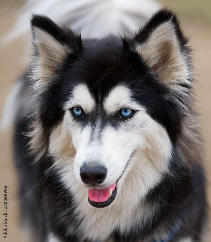 Siberian Husky with beautiful blue eyes close up.