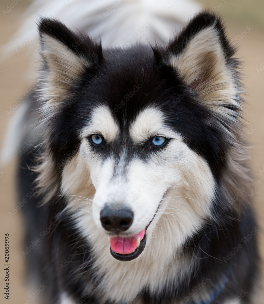 Siberian Husky with beautiful blue eyes close up. Siberian Husky with beautiful blue eyes close up.