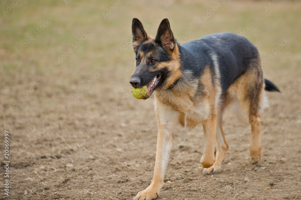 German Shepherd dog retrieving a tennis ball for his master.