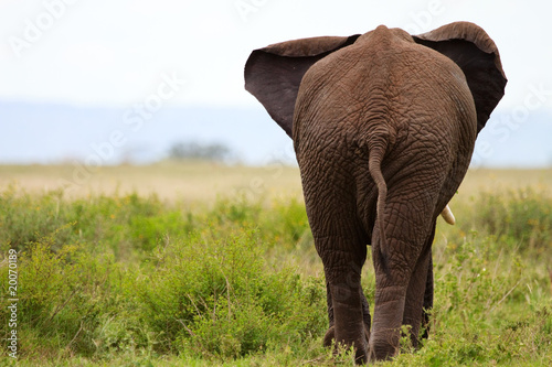 Elephant