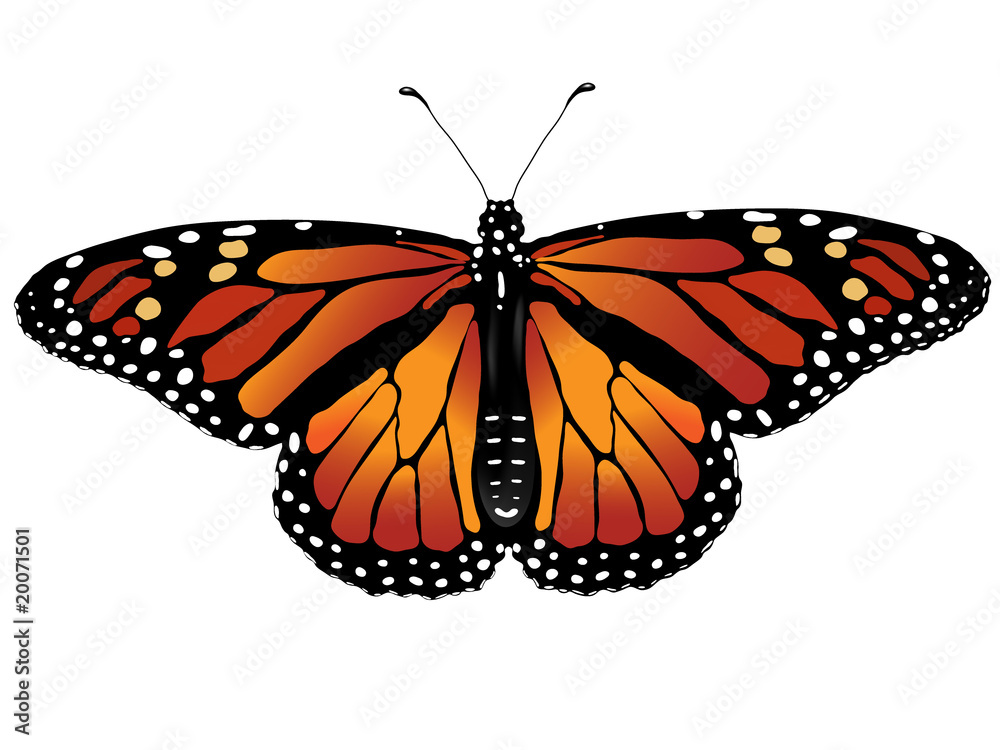 Fototapeta premium illustrated monarch butterfly