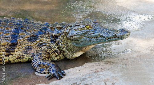 Принти на полотні crocodile