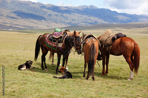 Group nomadic horses © Maxim Petrichuk