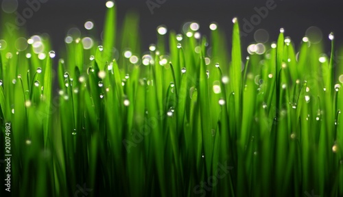 drops of water on the grass