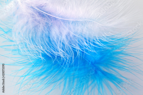Bird's color feather