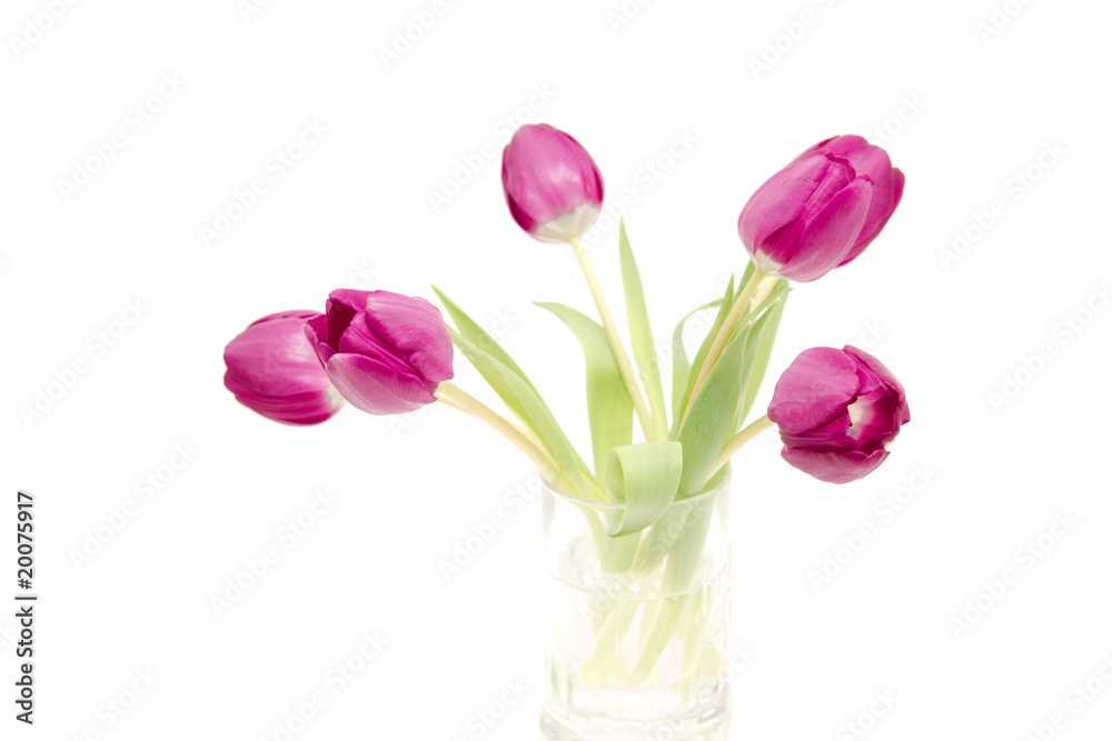 the fresh purple tulips isolated on white the fresh purple tulips isolated on white