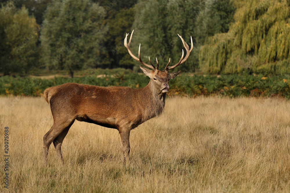 deer 4 deer 4