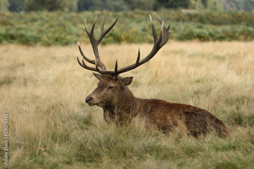 deer 7 © photomarky