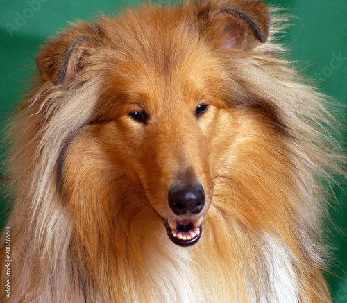 Dog  breed collie Red-head colour, portrait front © RedTC