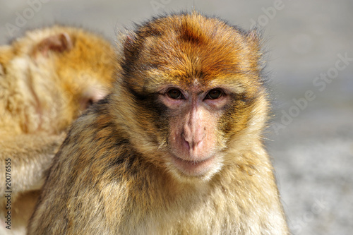 berberaffe photo