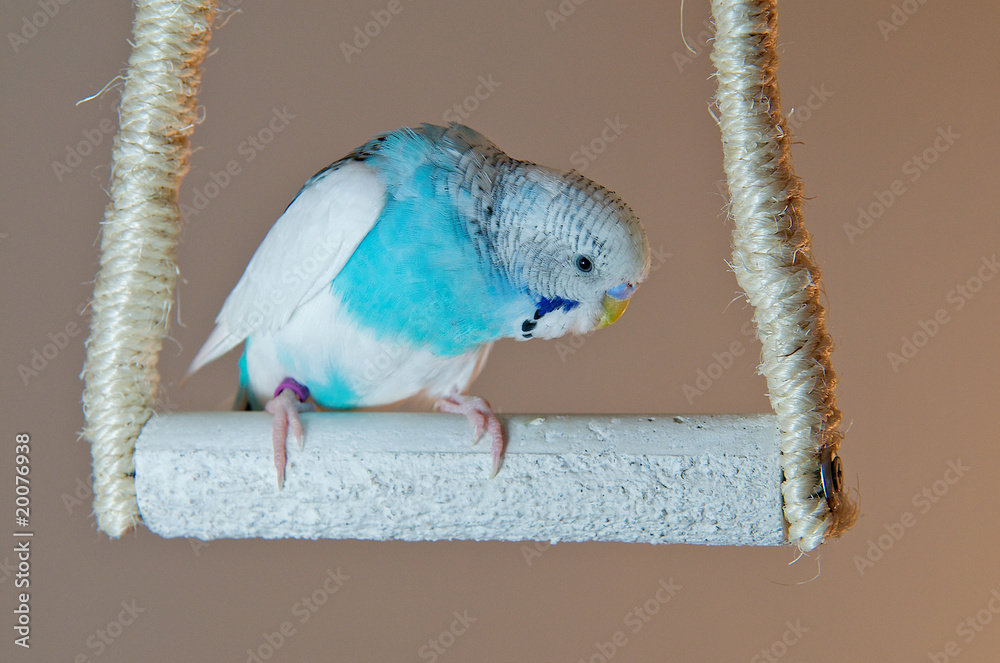 Obraz premium Wellensittich