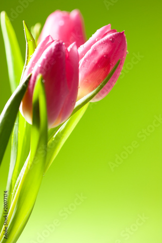 Tulpen