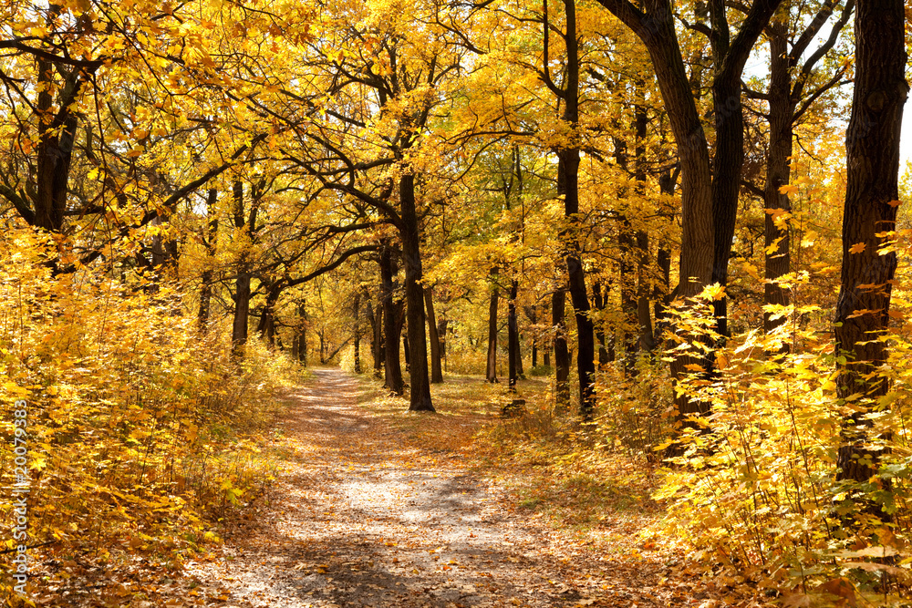 Obraz premium Footpath among yellowed trees in autumnal park