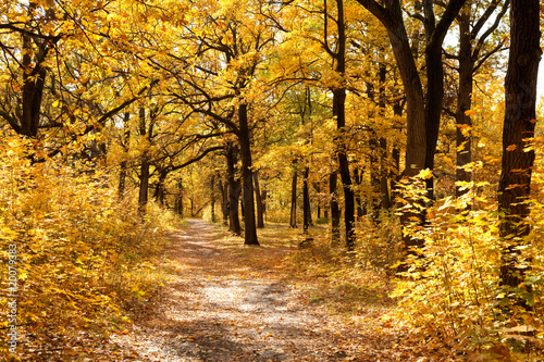 Footpath among yellowed trees in autumnal park