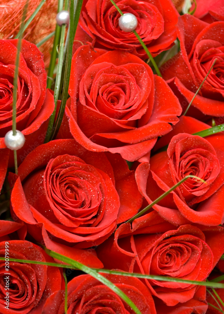 rose rose