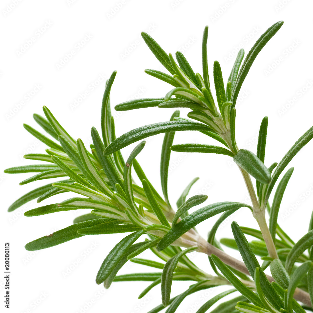 Fototapeta premium Romarin Rosmarinus officinalis, plante arômatique isolé blanc