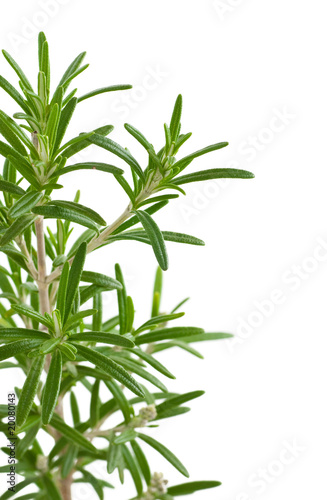 Rosmarinus officinalis, plante arômatique, branche de Romarin