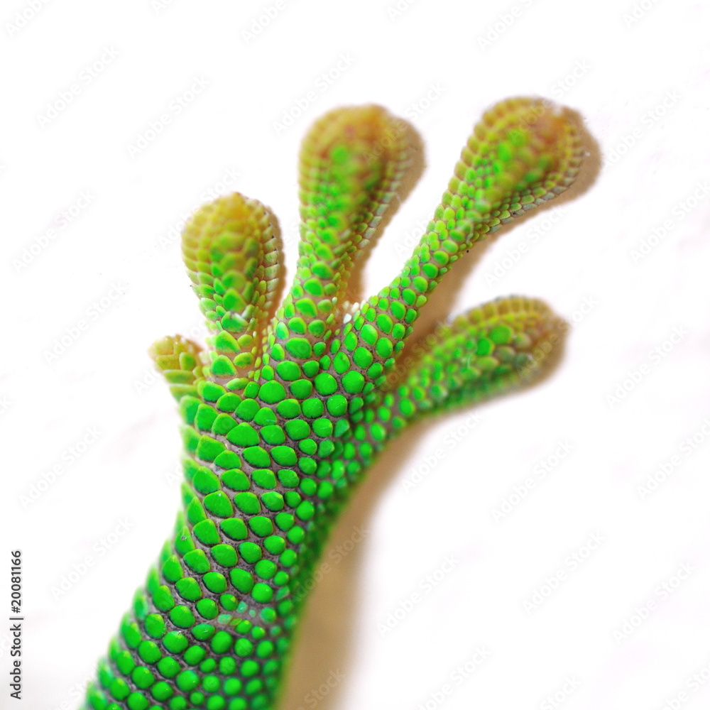 Gros plan d'une patte de Gecko.