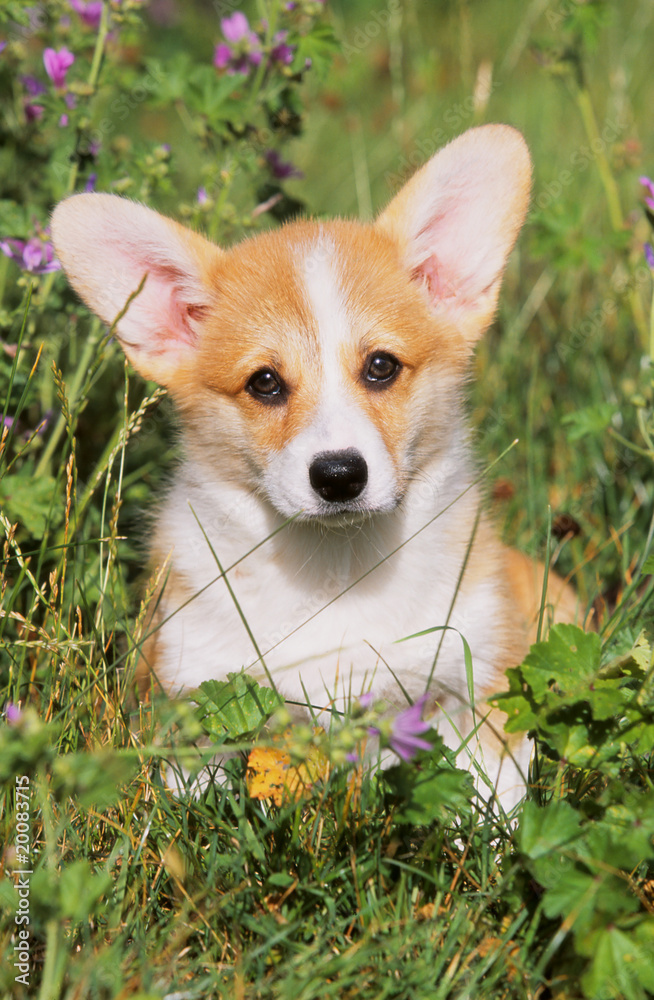 chiot welsh corgi à l'air craintif chiot welsh corgi à l'air craintif