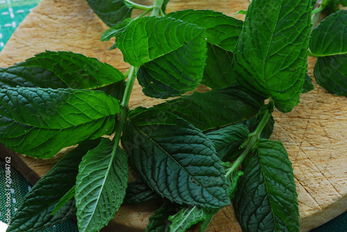 Menta - Mentha photo