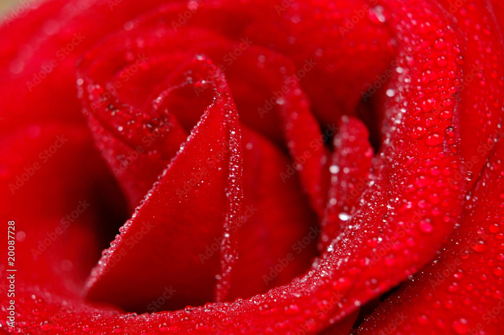 petals of red rose