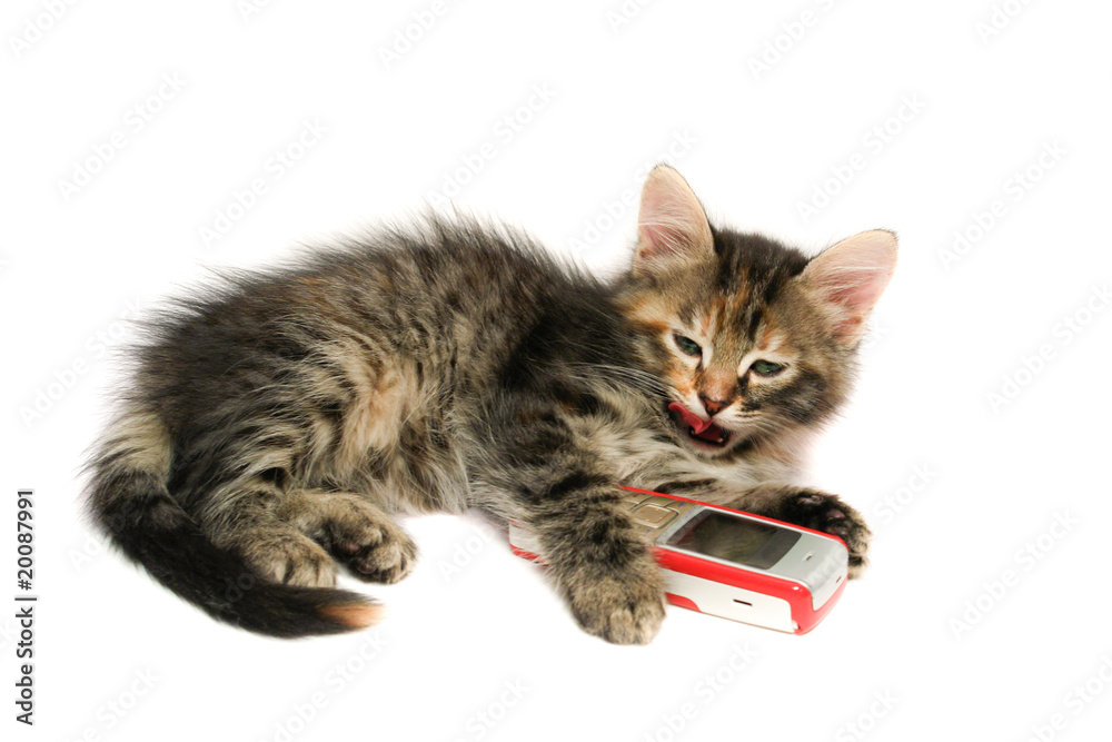 Fototapeta premium Kitten - isolated