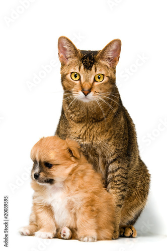 Puppy with a cat in studio © Ulf