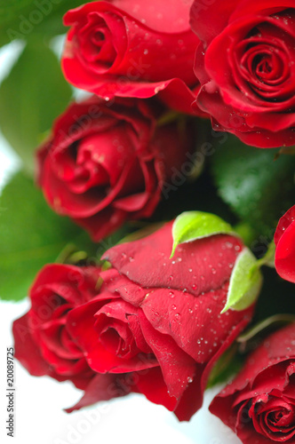 Rose rosse photo