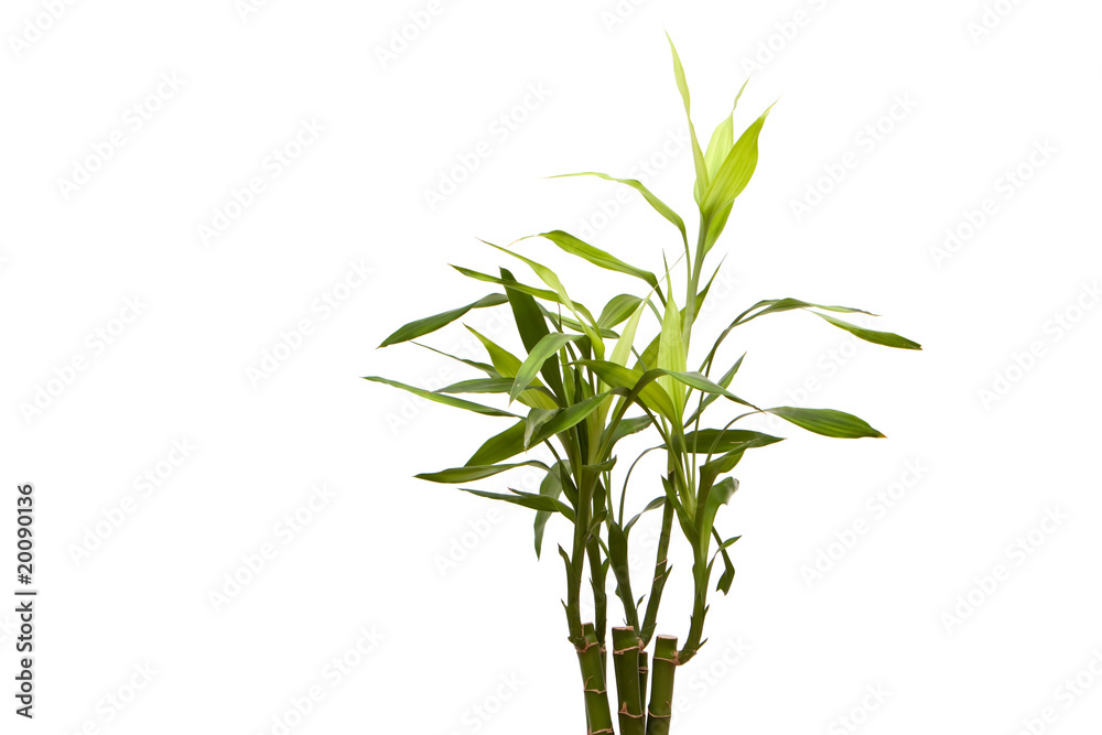 Fototapeta premium Fresh bamboo