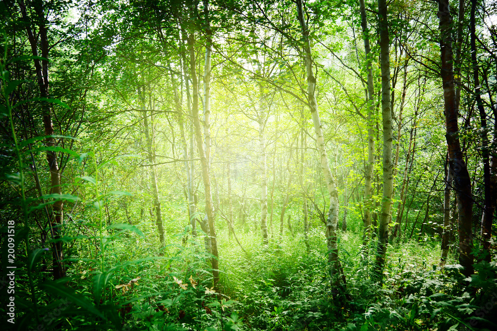 Obraz premium sun in deep forest