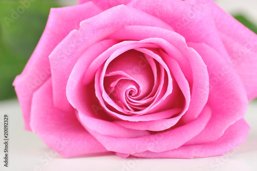 pink rose