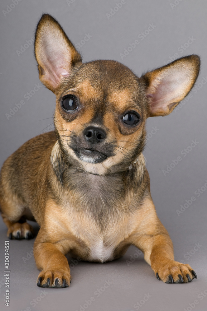 nice chihuahua puppy portrait
