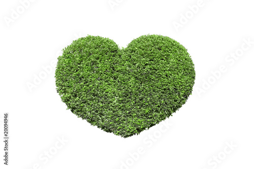 Heart-shaped tree