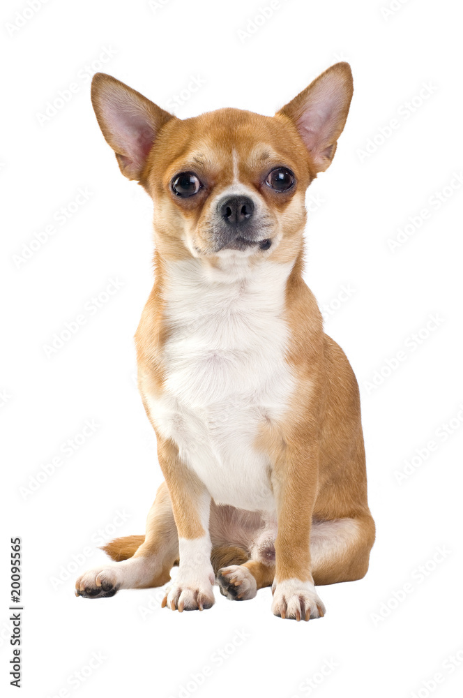 red chihuahua sitting isolated