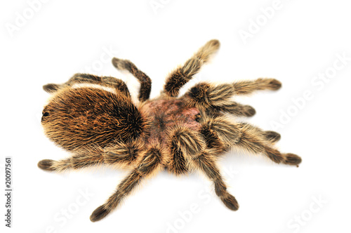Big hairy tarantula on white background