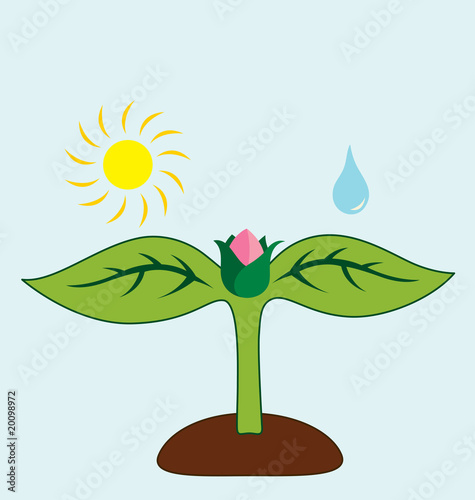 What Plant Needs