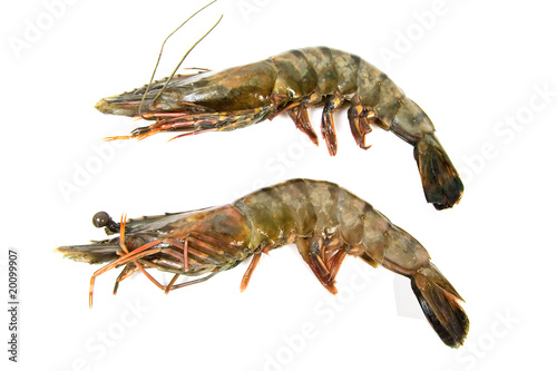 Two raw shrimp over white background