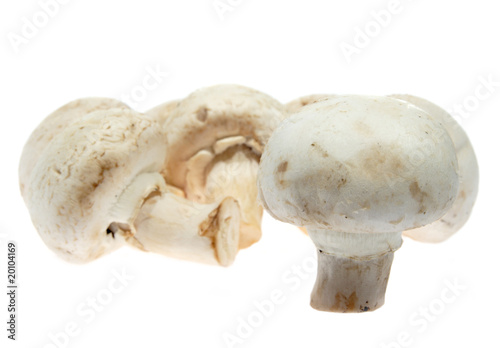 White mushrooms, champignon, (Agaricus bisporus)