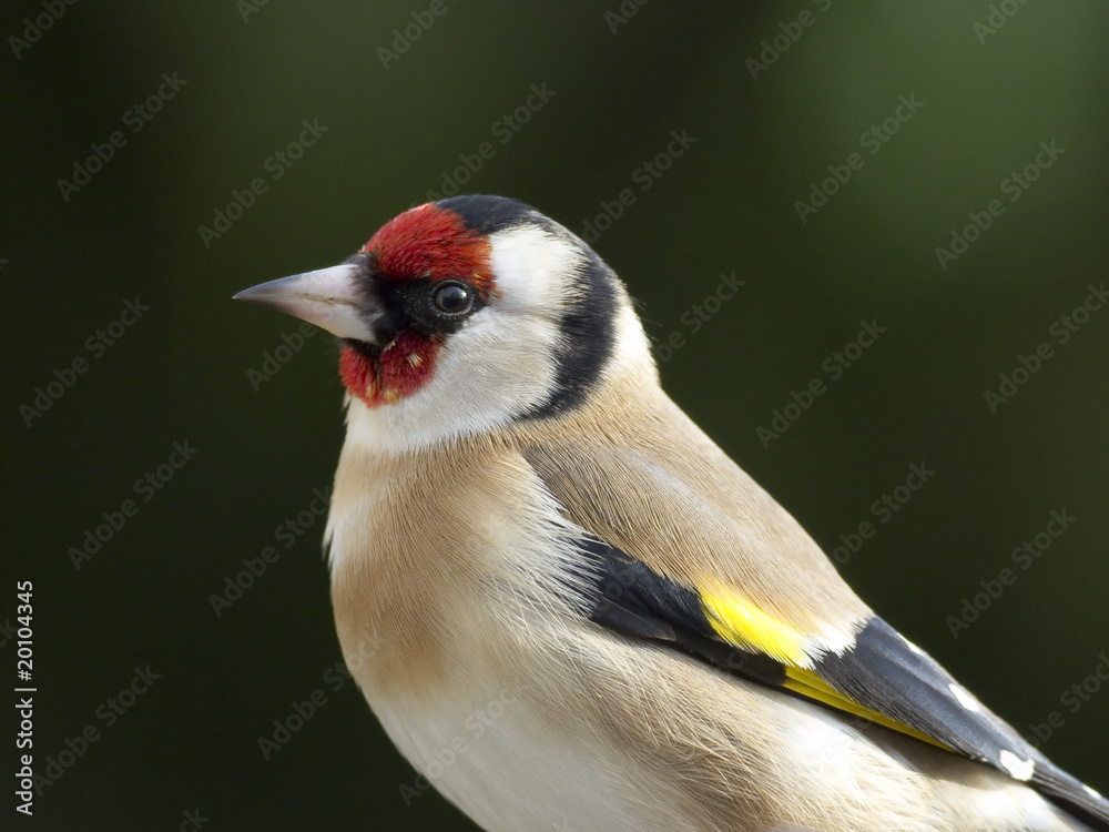 Naklejka premium Chardonneret élégant (carduelis carduelis) -portrait-