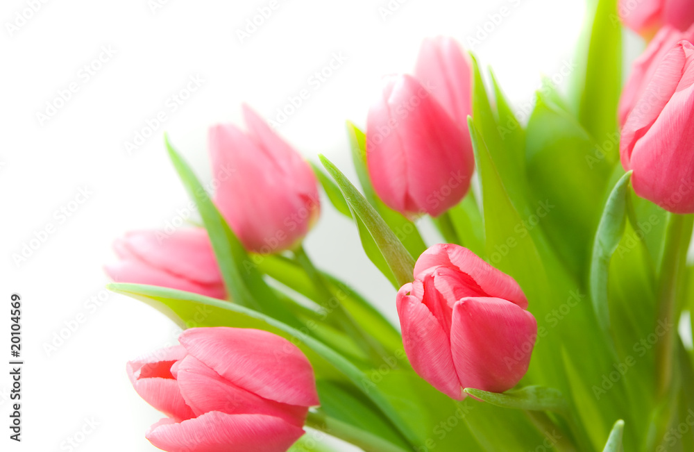 Fototapeta premium Bouquet of tulips