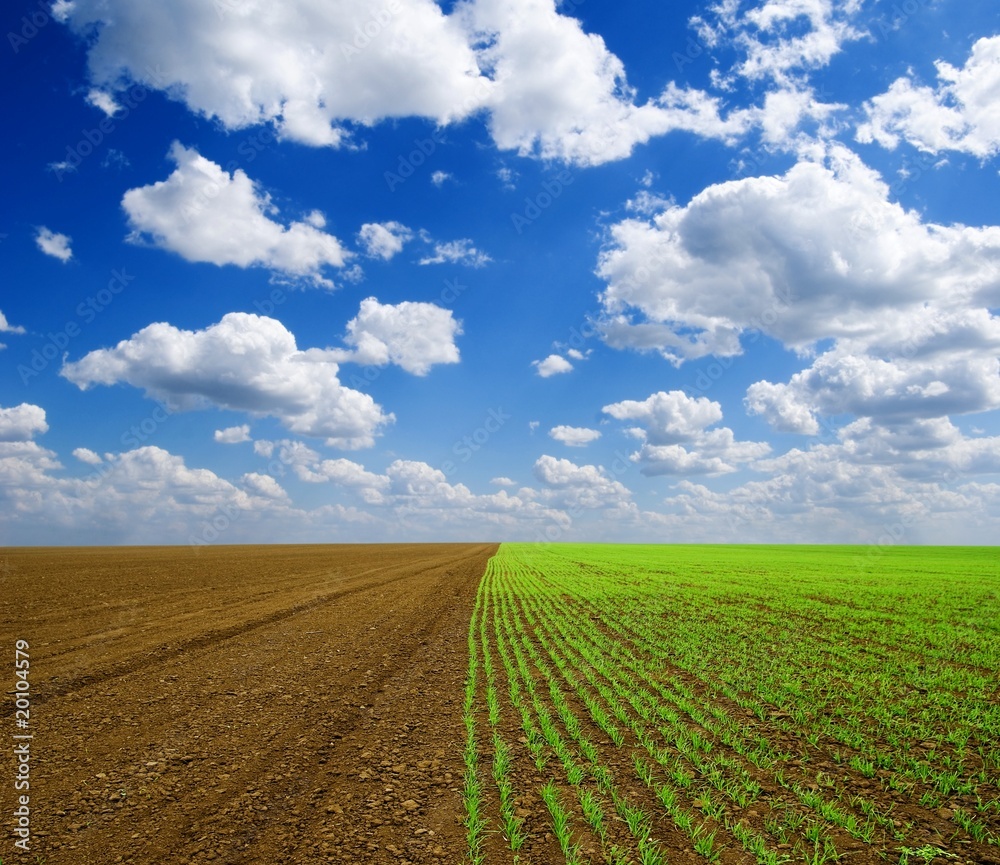 spring field spring field