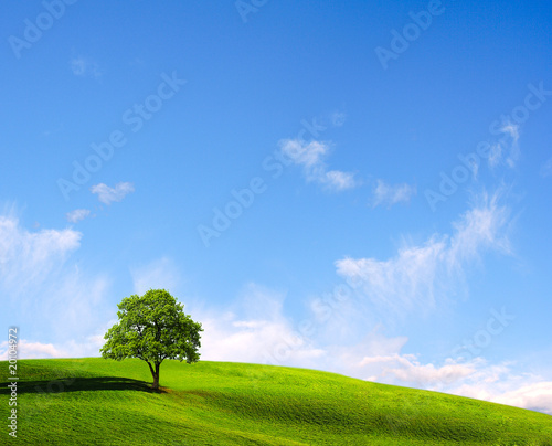Lone tree in a field in sunny day