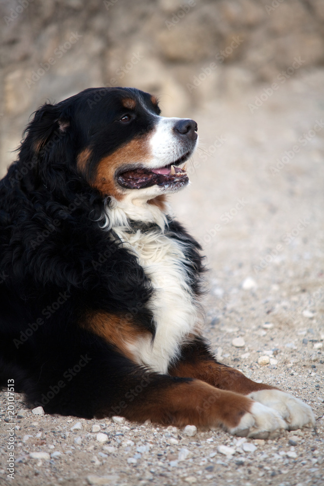 Chien Chien
